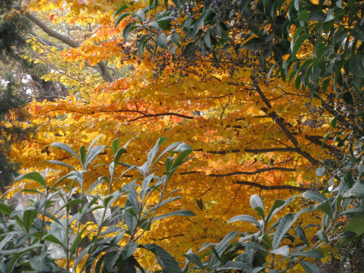35880 (a): :1600x1200